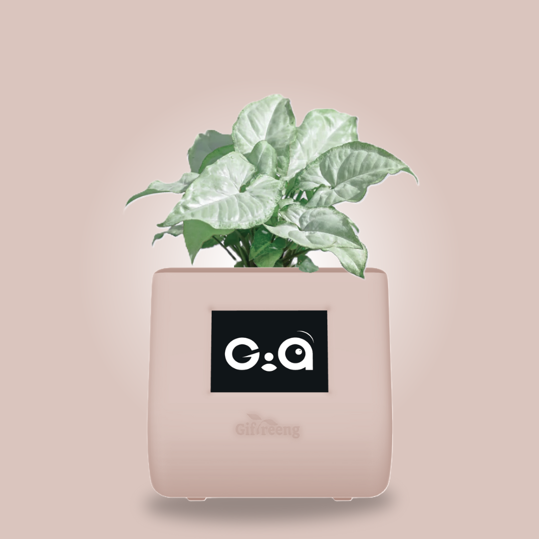 GIAxWhite Syngonium