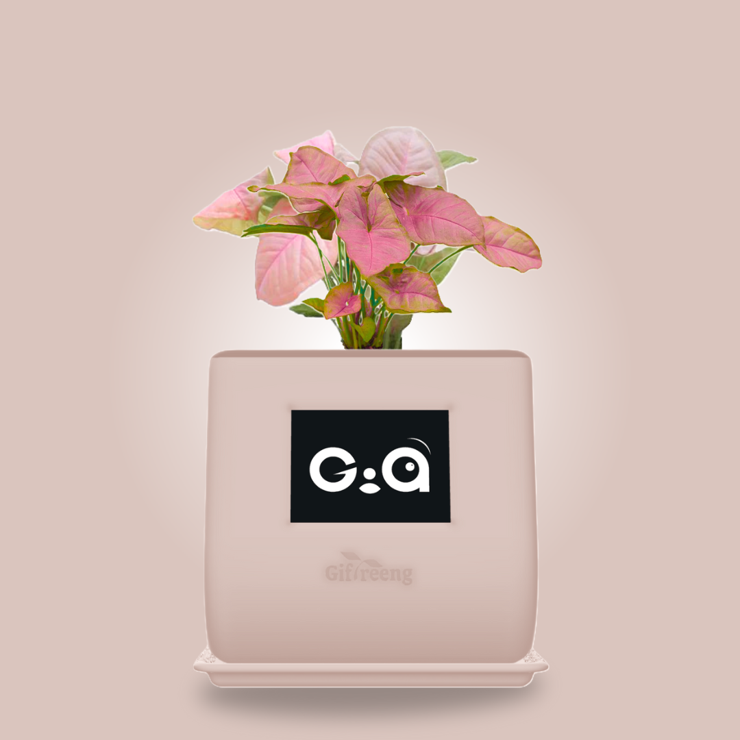 GIAxPink Syngonium