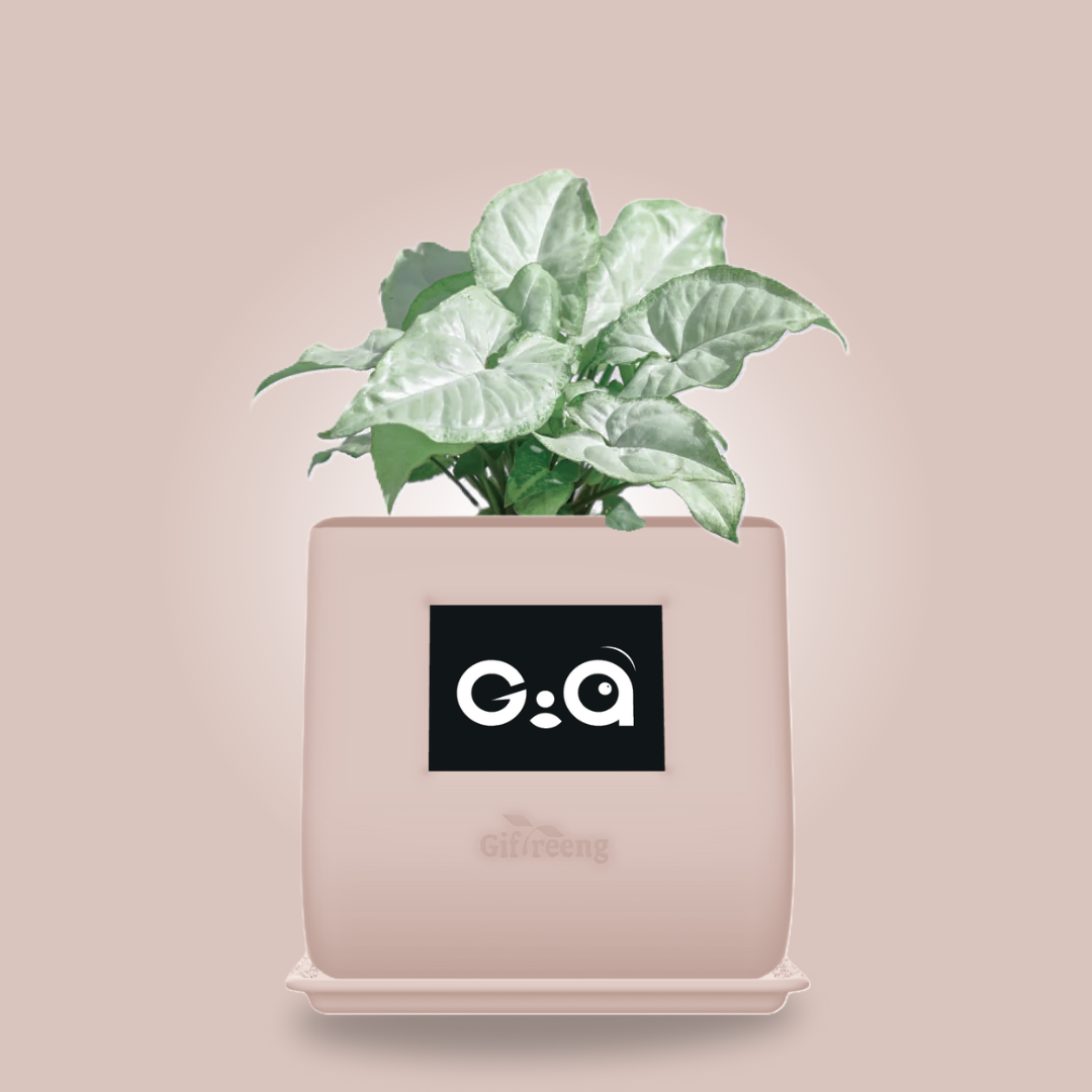 GIAxWhite Syngonium