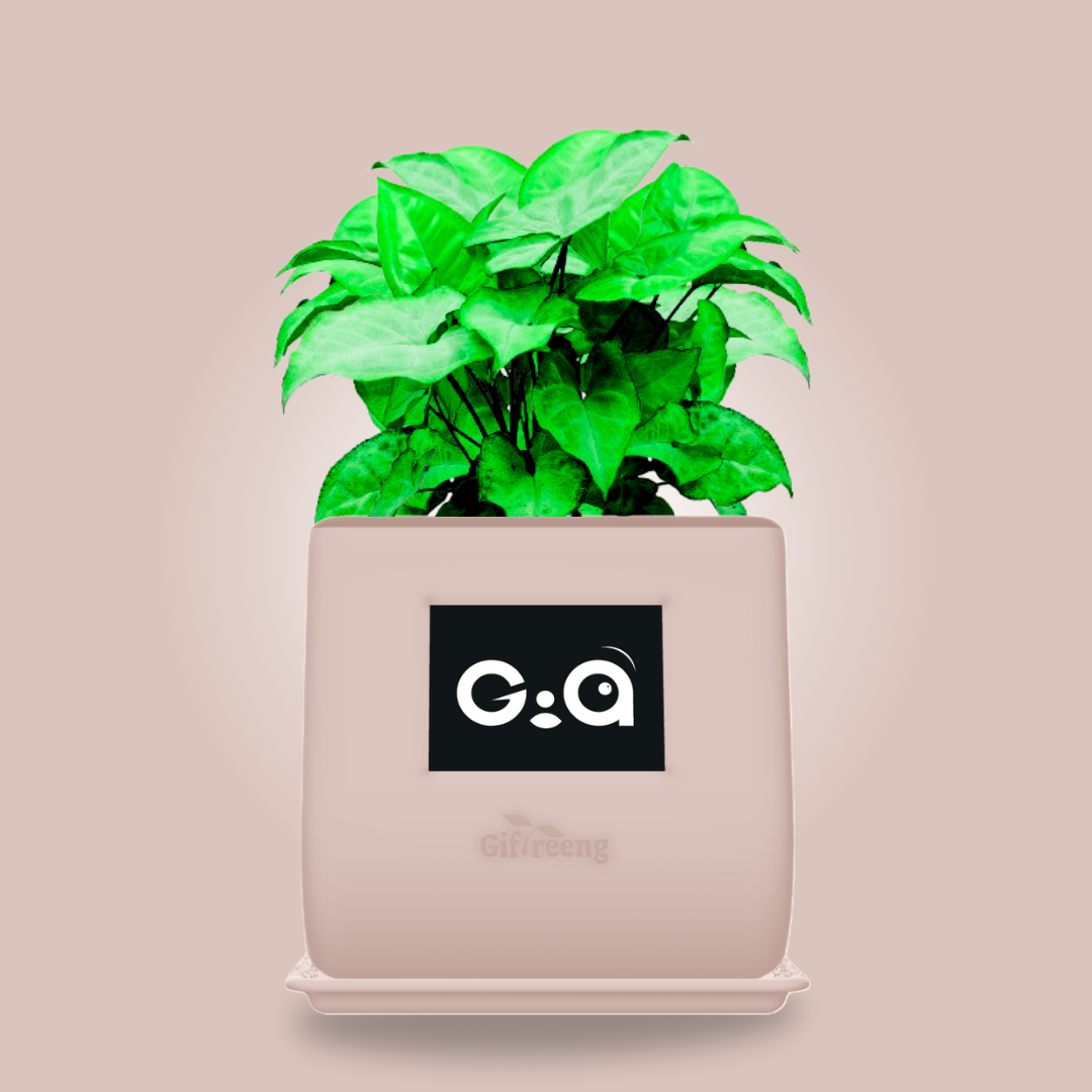 GIAxGreen Syngonium