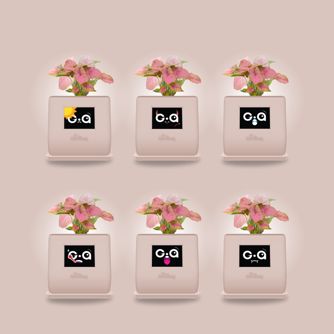 GIAxPink Syngonium