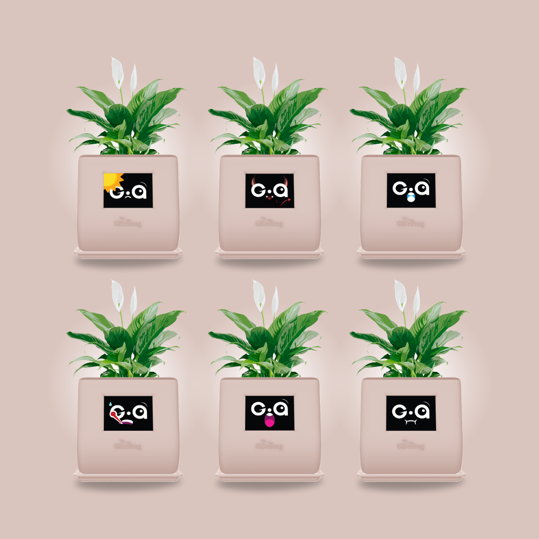 GIAxPeace lilly