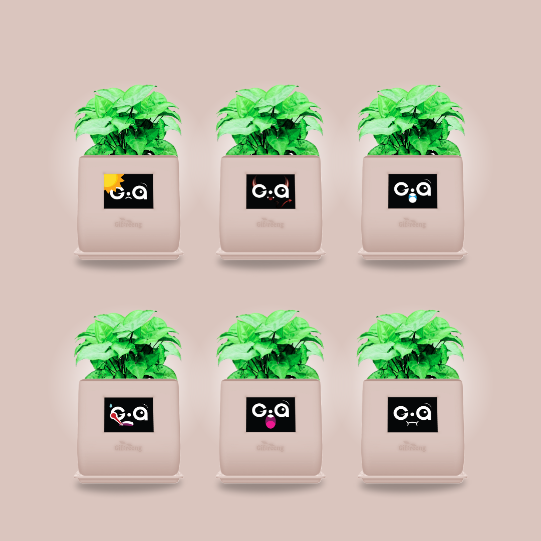 GIAxGreen Syngonium