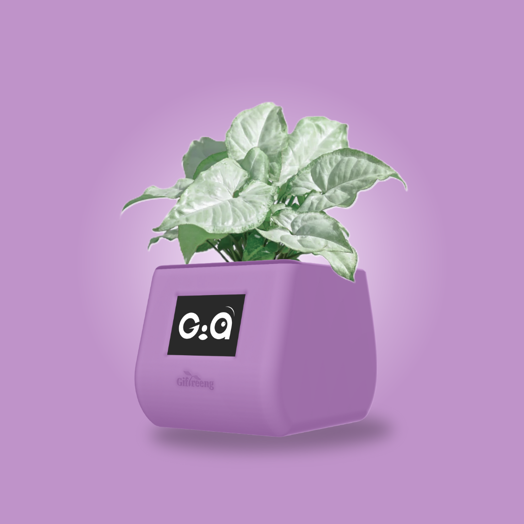 GIAxWhite Syngonium