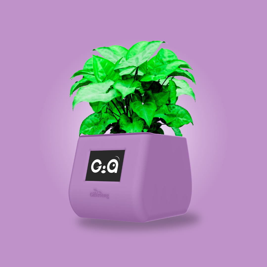 GIAxGreen Syngonium