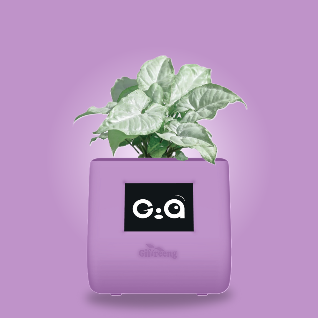 GIAxWhite Syngonium
