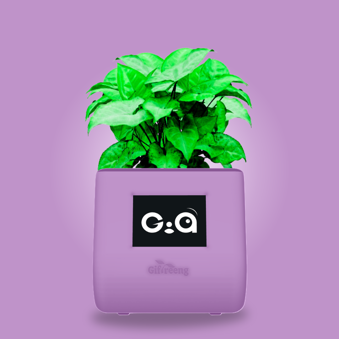 GIAxGreen Syngonium