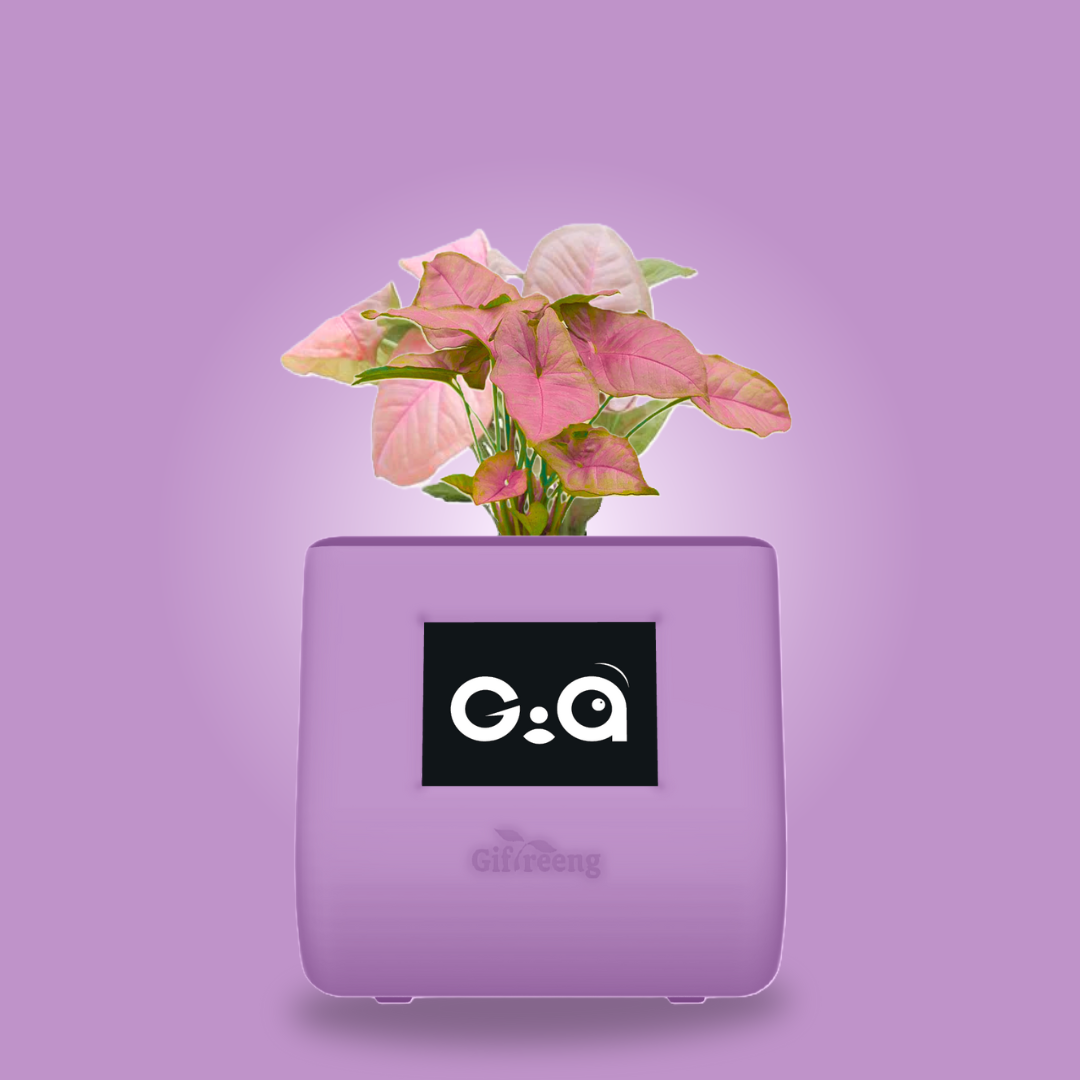 GIAxPink Syngonium