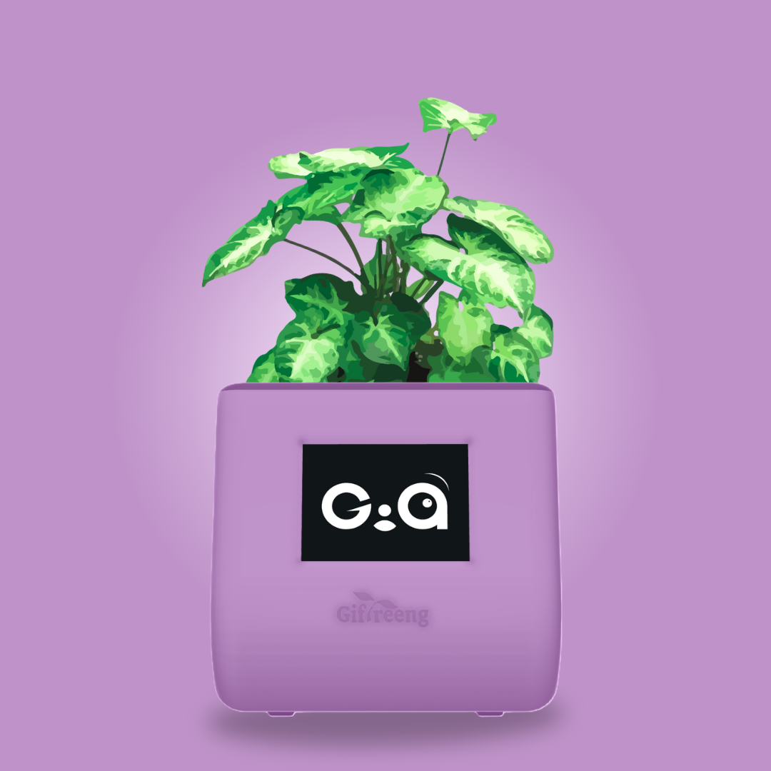 GIAxSyngonium Varigated