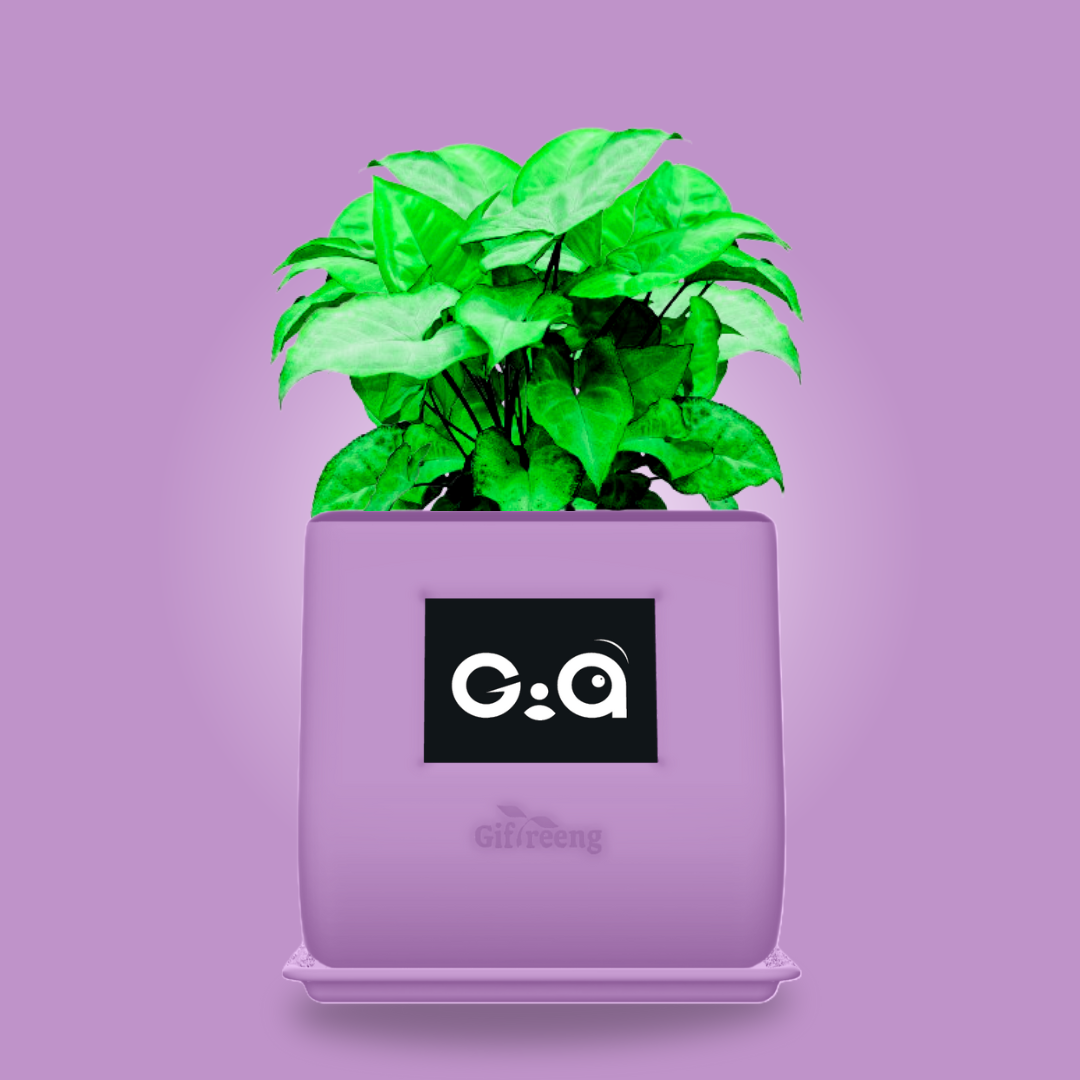 GIAxGreen Syngonium