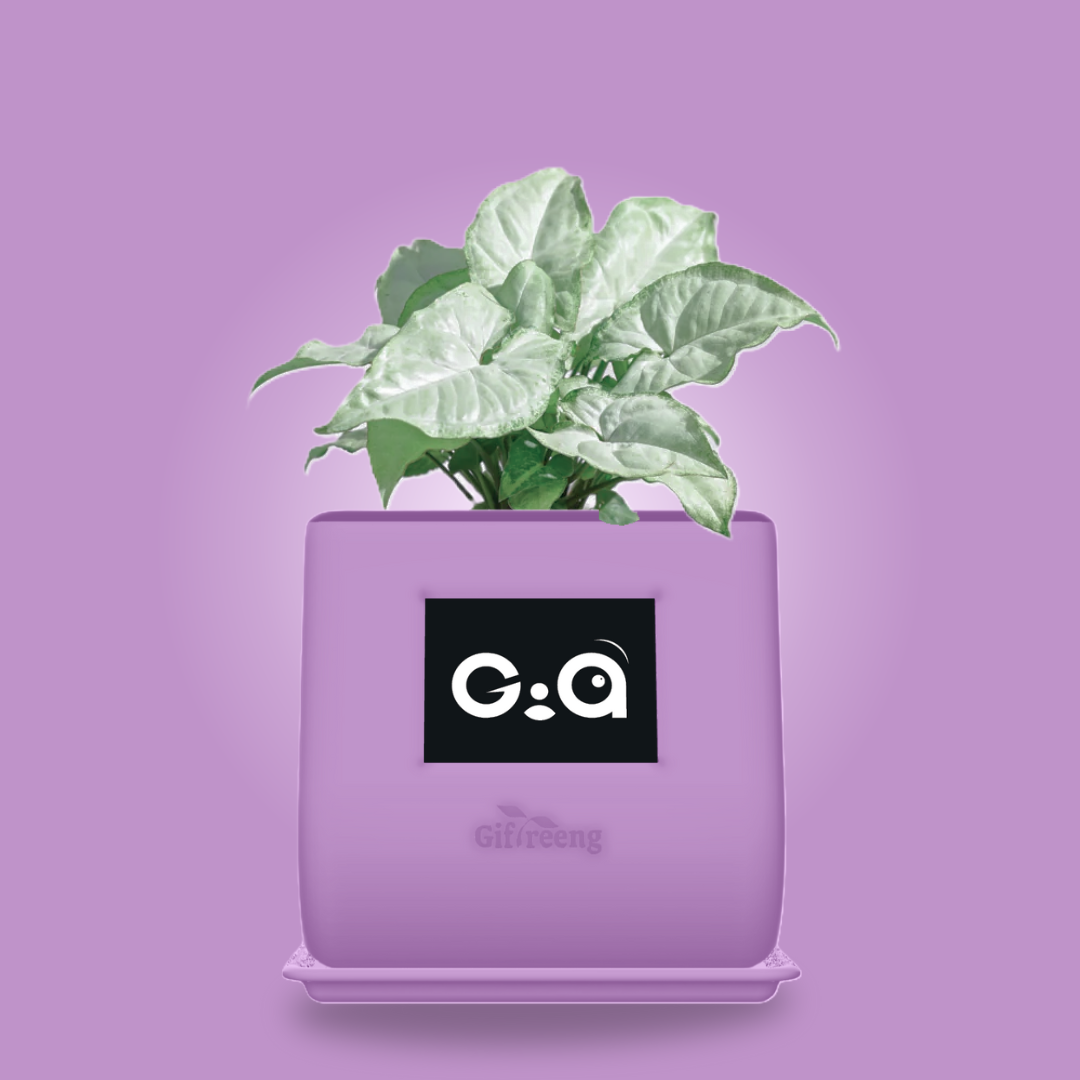 GIAxWhite Syngonium