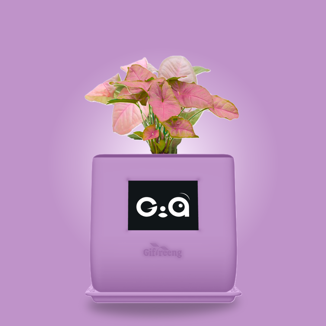 GIAxPink Syngonium