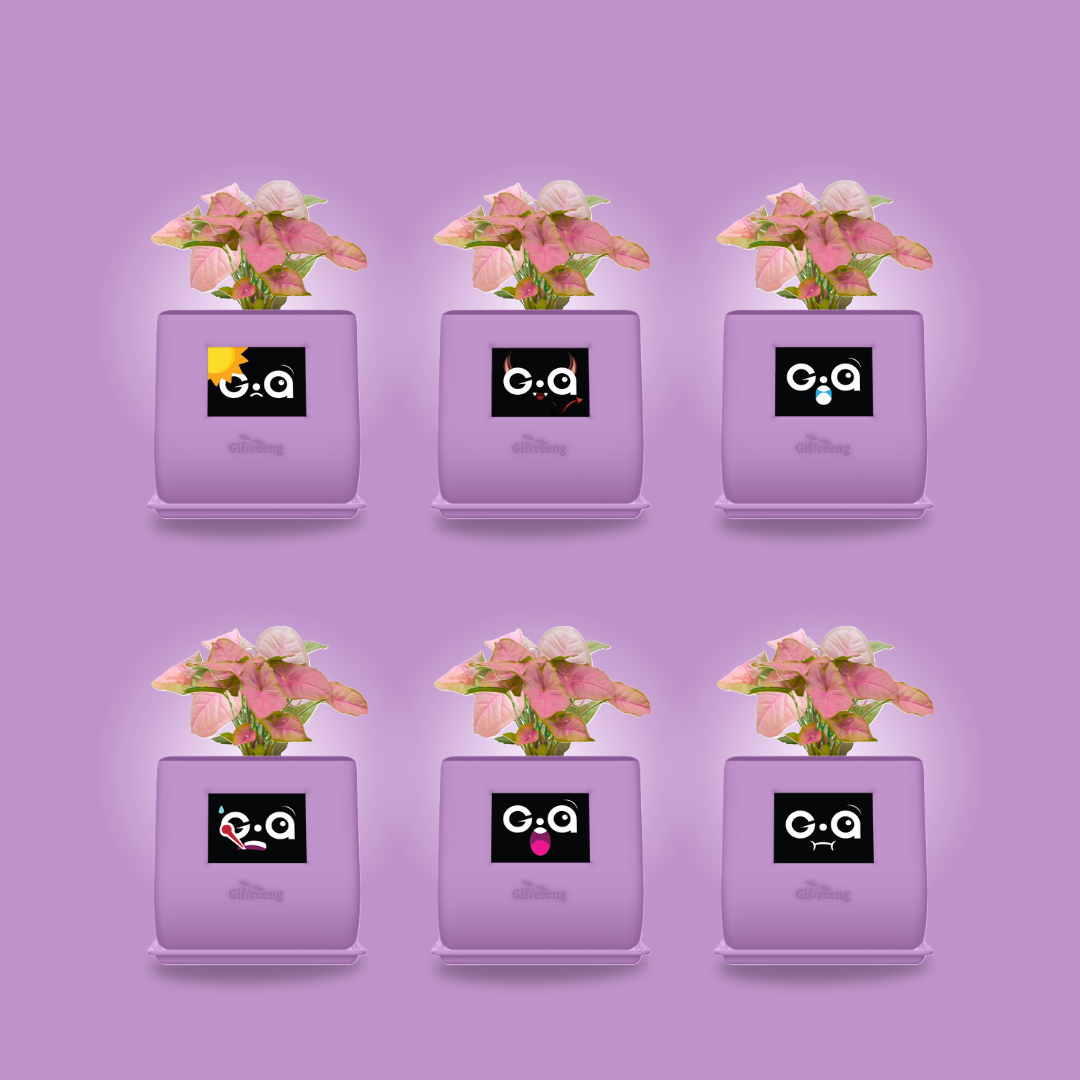 GIAxPink Syngonium