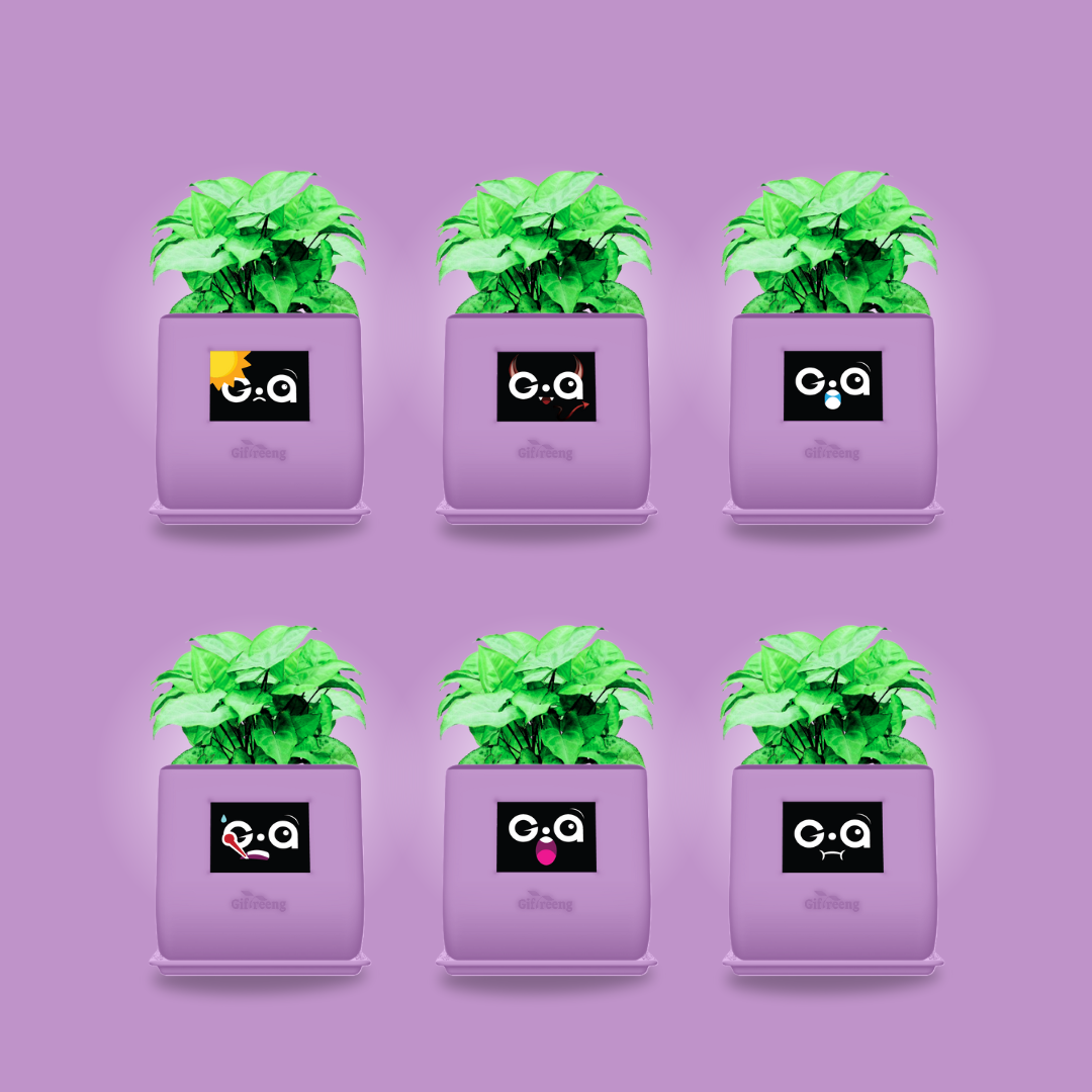 GIAxGreen Syngonium