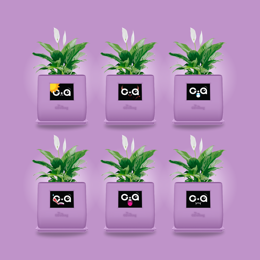 GIAxPeace lilly