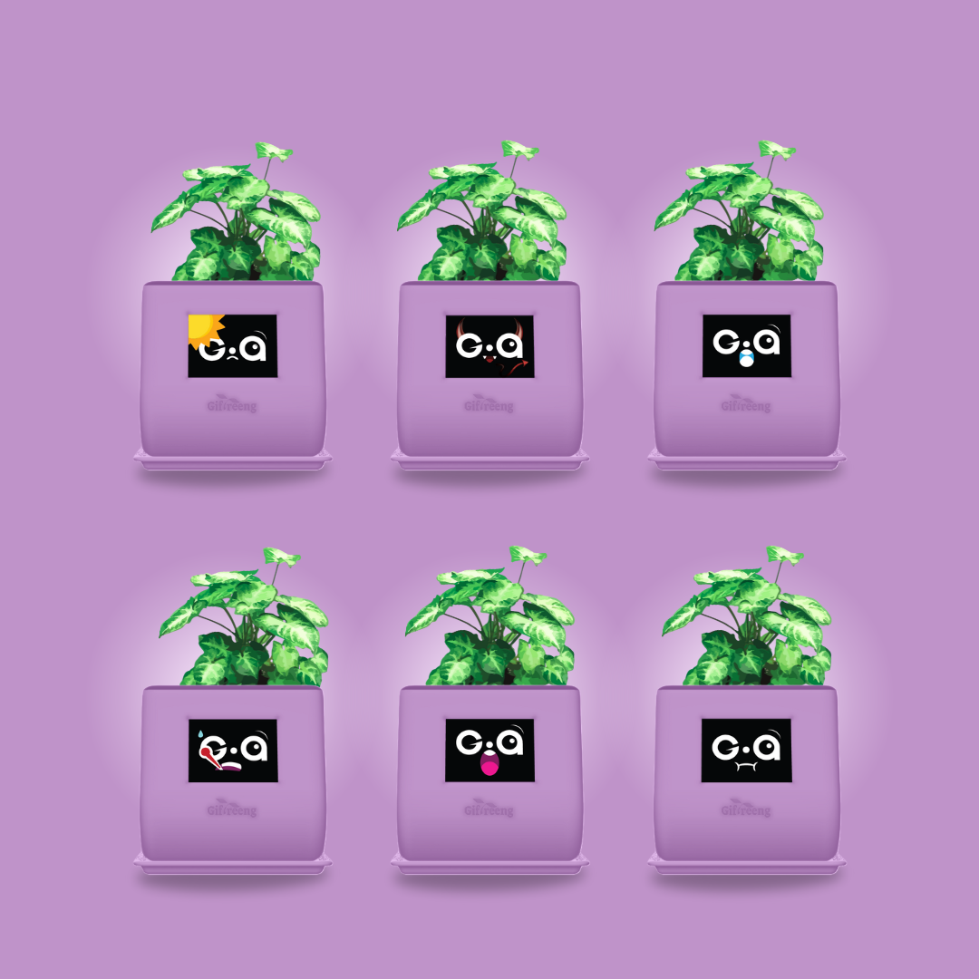 GIAxSyngonium Varigated