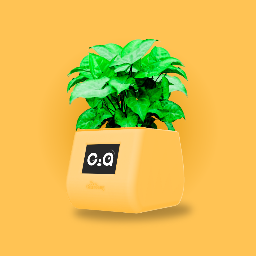 GIAxGreen Syngonium
