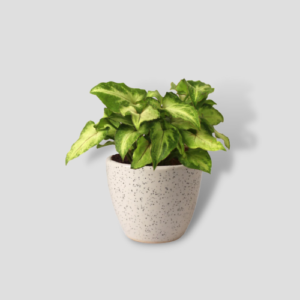 White Butterfly Syngonium Plant